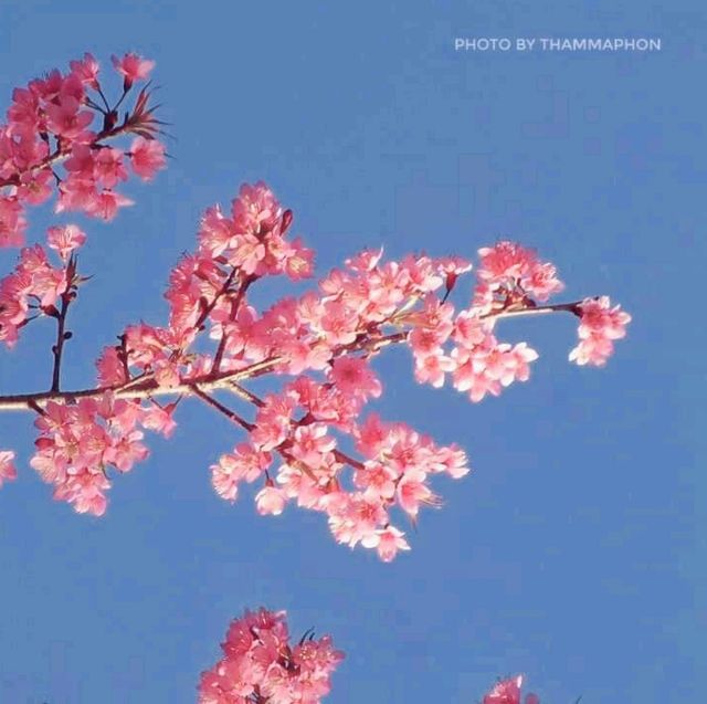 ลานดูดาว​ ท่ามกลางขุนเขา