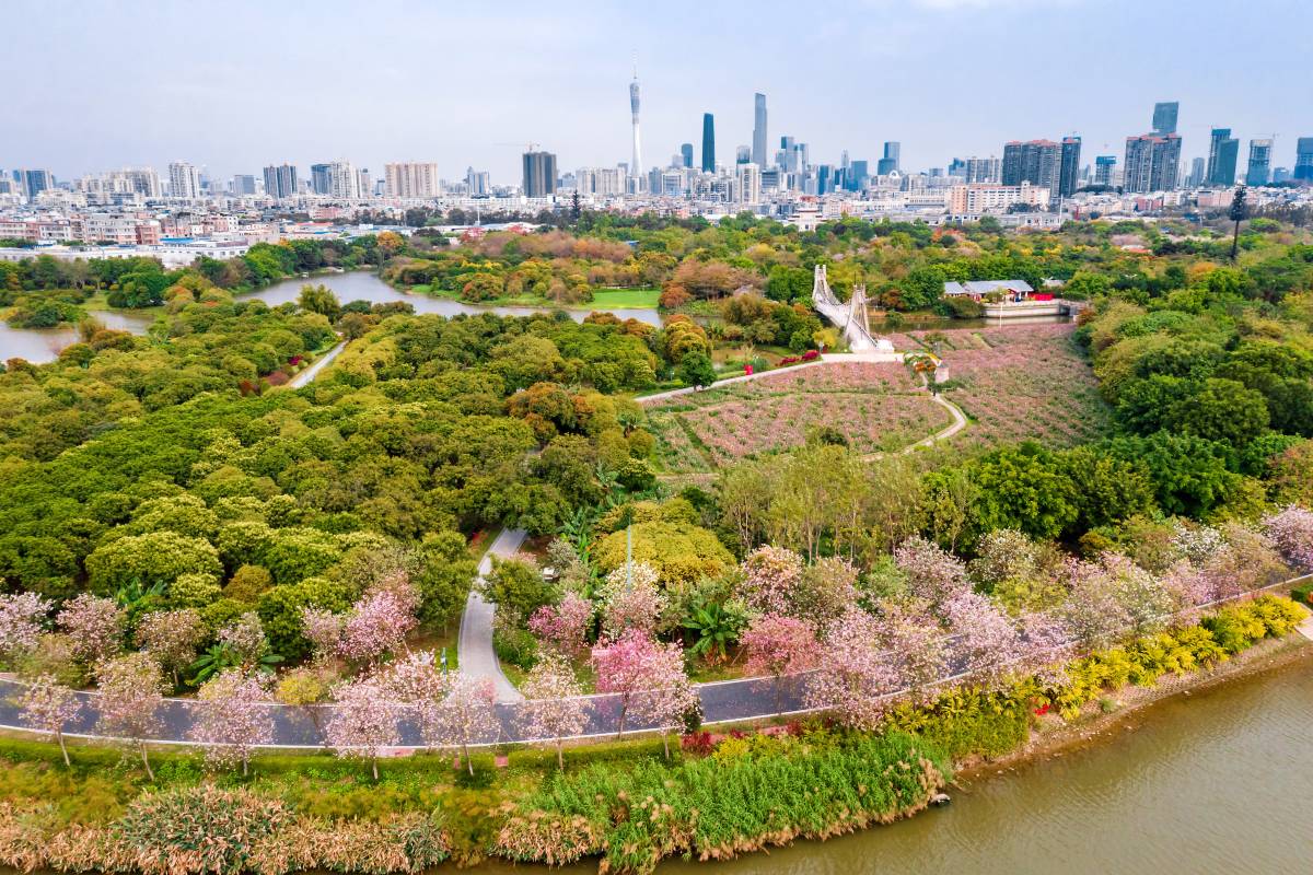 4. 🚶 Guangzhou by Foot: Urban Safari Guide