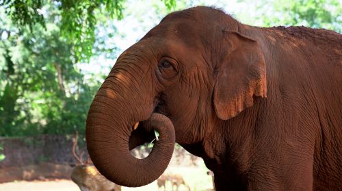 海南熱帶野生動植物園