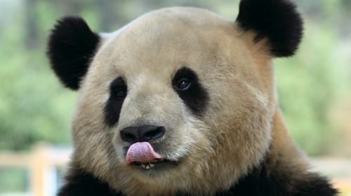 神戸市立王子動物園