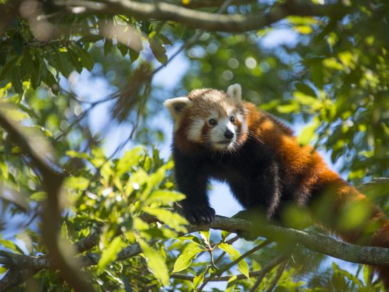 江蘇淹城野生動物世界