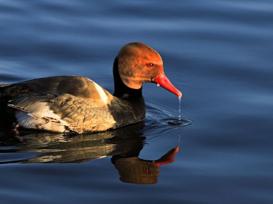 Jamaica Bay Wildlife Refuge