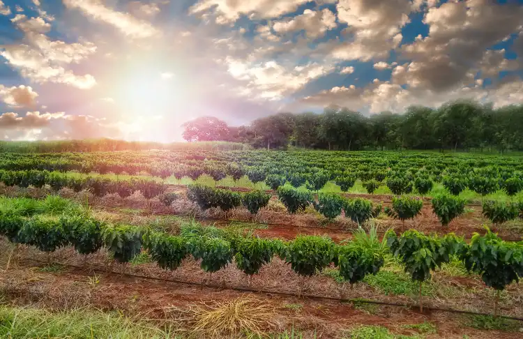 Farmville