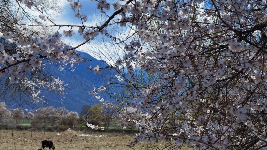 林芝的桃花全国闻名，每到春天的时候，都吸引大批量游客前来拍照