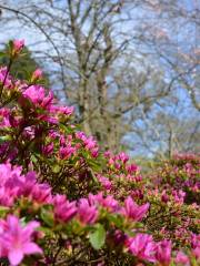 Savill Garden