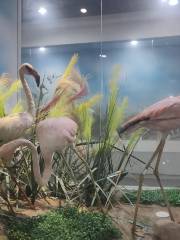 青島濱海學院世界動物自然生態博物館