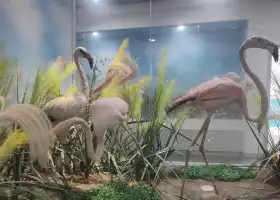 Мировой музей естественной экологии животных в колледже Циндао