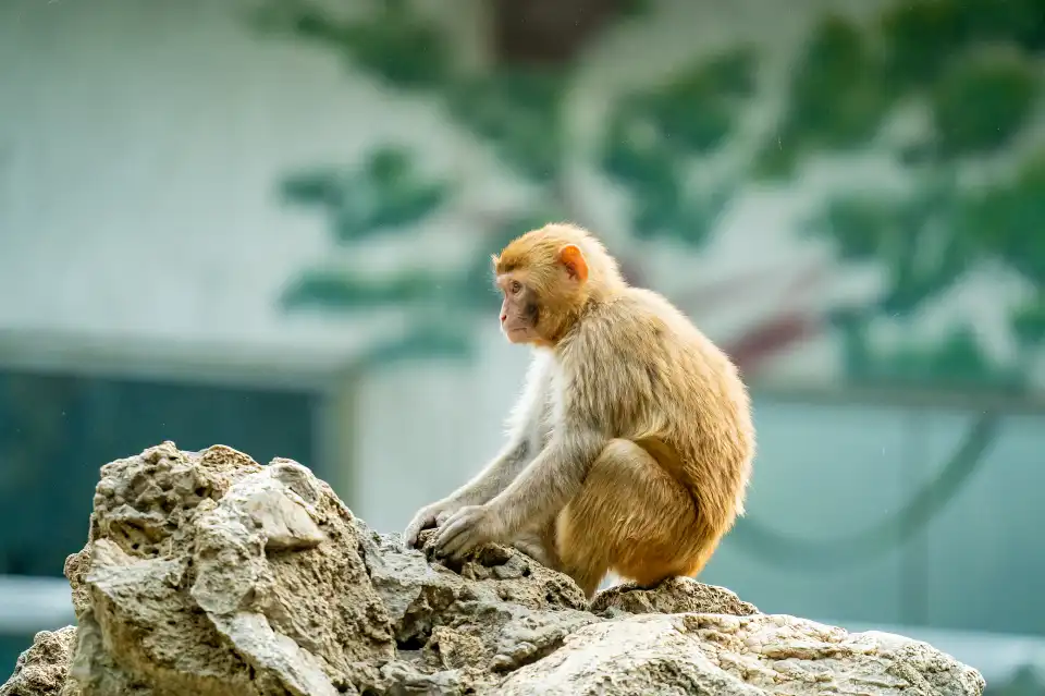 4_Chengdu Zoo