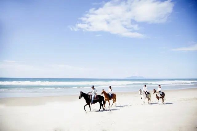 Horse Riding in Auckland