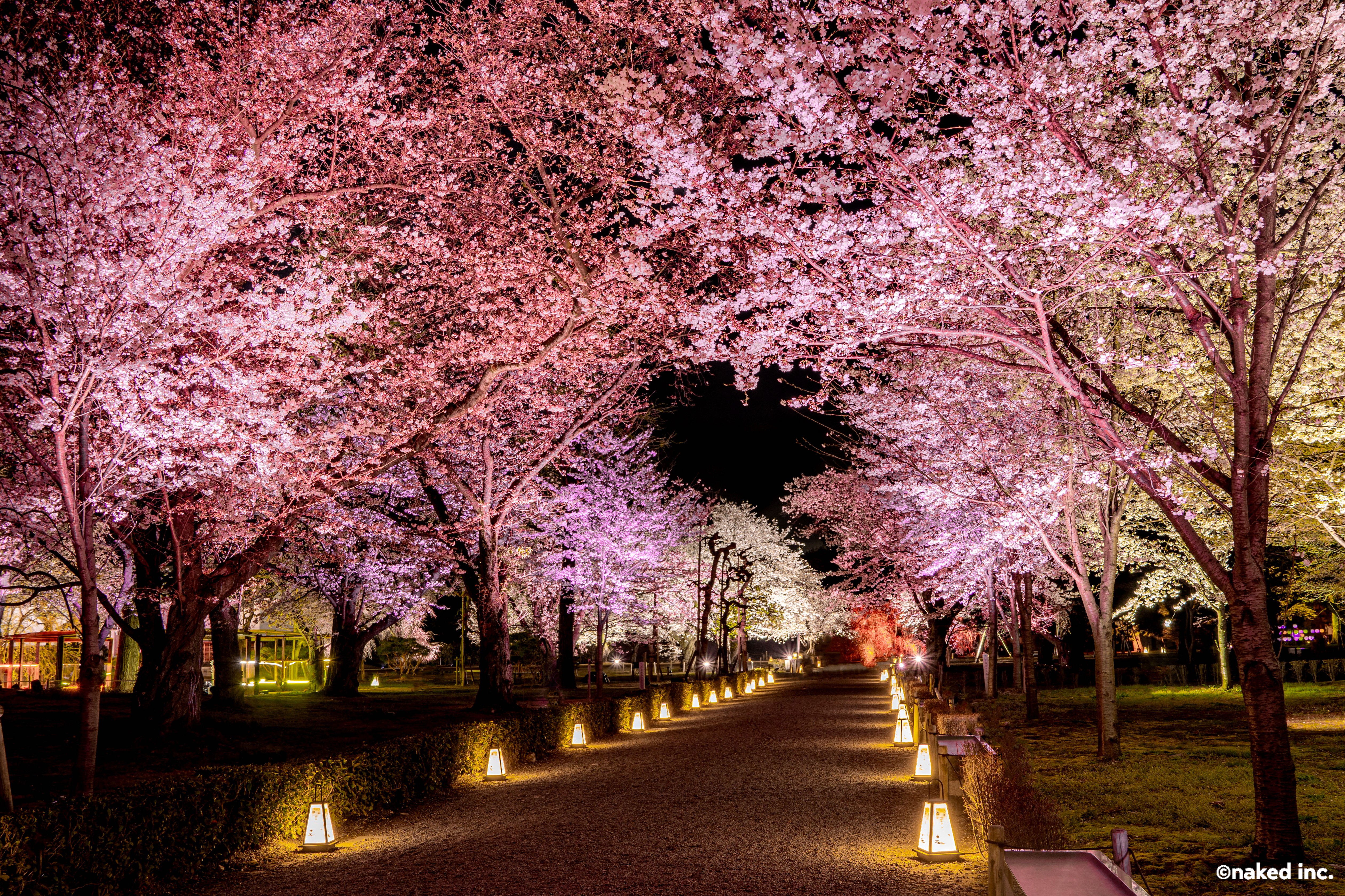 NAKED meets Nijo Castle 2025 Sakura | Nijō Castle