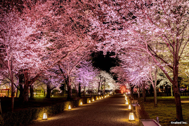 NAKED meets Nijo Castle 2025 Sakura | Nijō Castle
