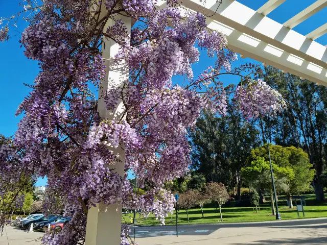 Wisteria Viewing in California