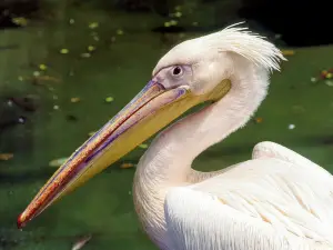 Arignar Anna Zoological Park