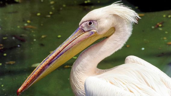 Arignar Anna Zoological Park