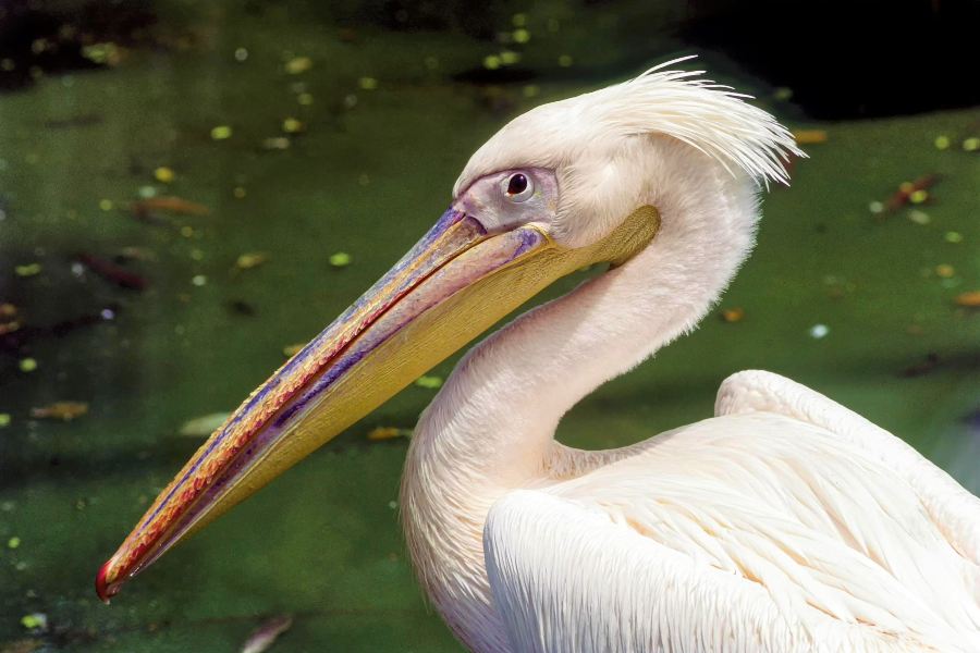 Arignar Anna Zoological Park