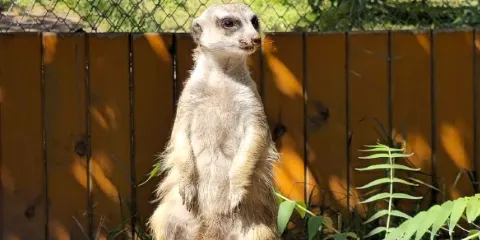 Antalya Zoo