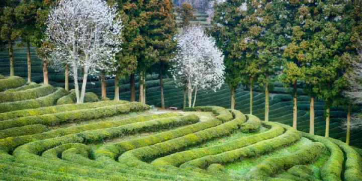 大韓茶園 第2茶園