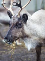 アラスカ動物園