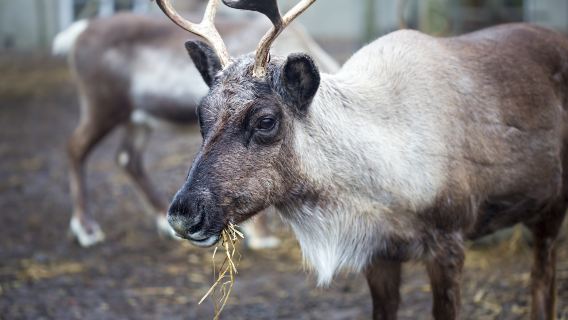 Alaska Zoo