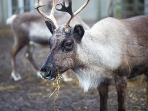 ตั๋วเครื่องบินอลาสกาแอร์ไลน์ ชิคาโก-แองเคอเรจ