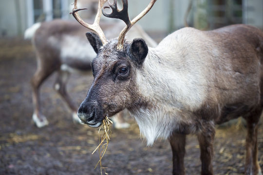 Alaska Zoo