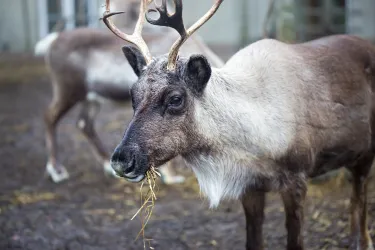 Alaska Zoo