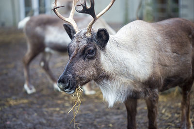 Alaska Zoo