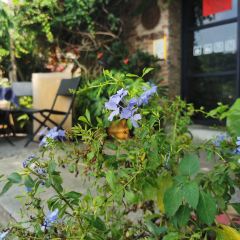 五月花cafe(岩前宝环大道店) User Photo