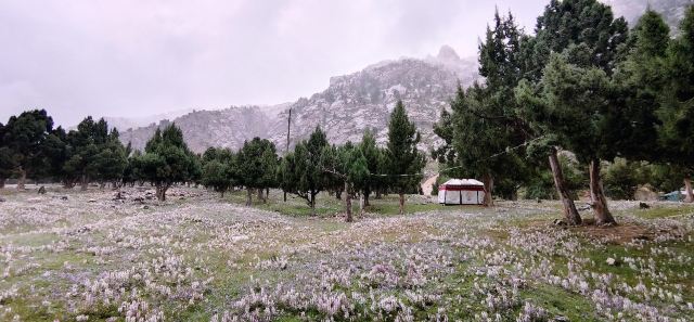 柏樹山