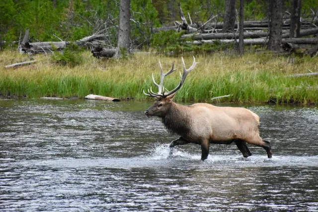 Getting Back to Nature: A Guide on Where to Stay in Yellowstone National Park