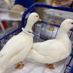 Dakku沖鴨俱樂部張用戶圖片