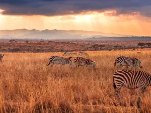 Nairobi National Park