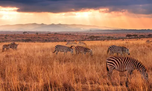 Nairobi National Park