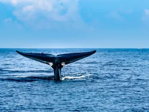 Davey's Locker Whale Watching & Sportfishing