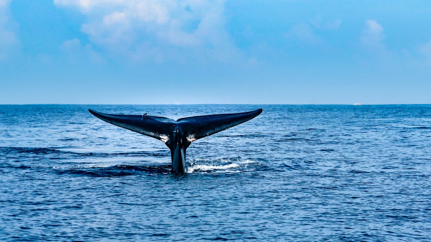 2_Davey's Locker Whale Watching & Sportfishing