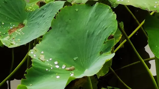 盧家大院