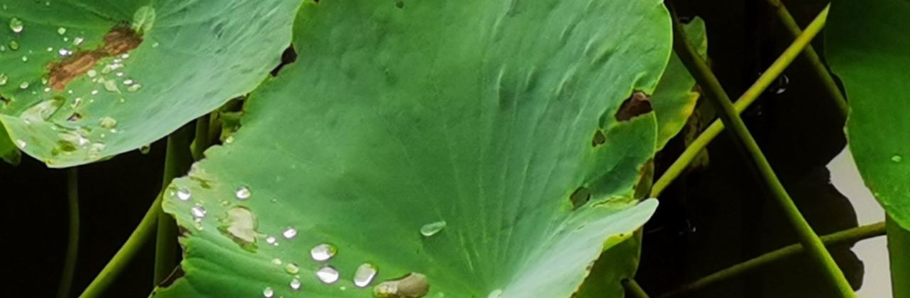 卢家大院