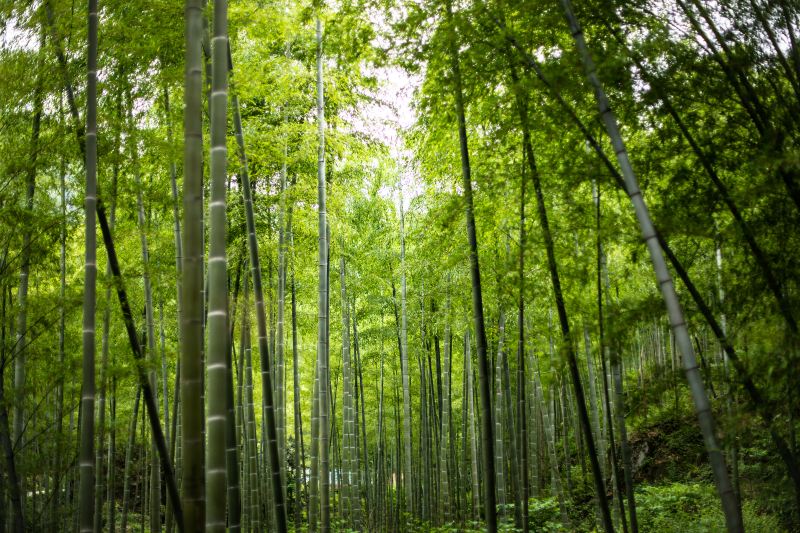 Anji Bamboo Expo Park