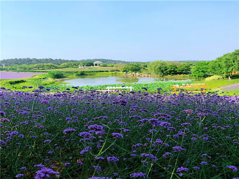 Datangjin Herb Valley