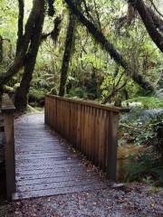 Weheka Glow-worm Walkway