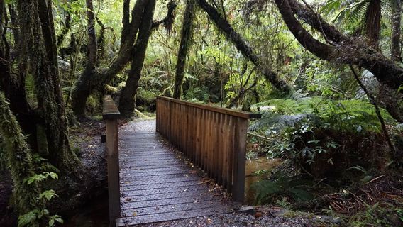 Weheka Glow-worm Walkway