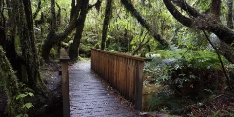 Weheka Glow-worm Walkway