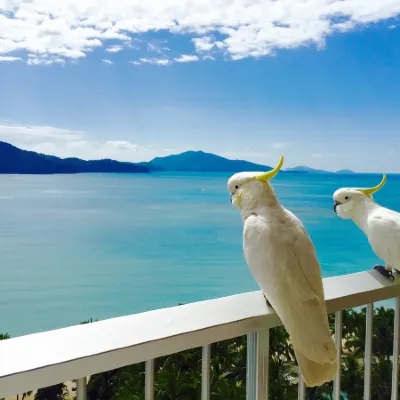 Flug Hamilton Island Sydney