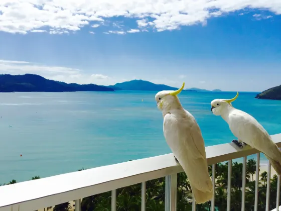 Hotels near Hamilton Island