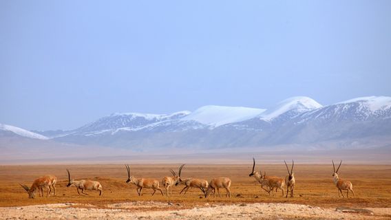 Ice-free Spring, Kekexili Nature Preserve
