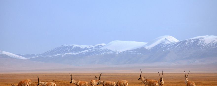 Ice-free Spring, Kekexili Nature Preserve