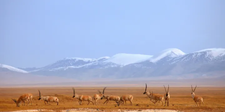可可西里自然保護區不凍泉