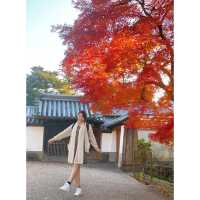 「日本奈良公園」 必看紅葉，仲有門票free哦！