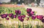 Luoyang Tulip and Peony Park