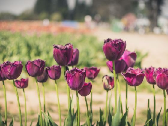 Luoyang Tulip and Peony Park